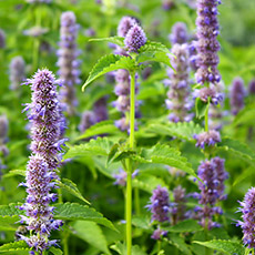 Agastache rugosa