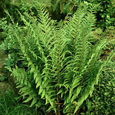 Dryopteris filix-mas