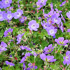 Geranium wallichianum Rozanne