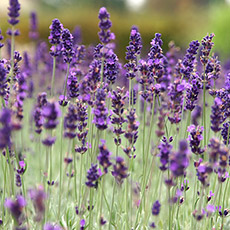 Lavandula angustifolia