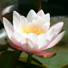 Nymphaea Hybride