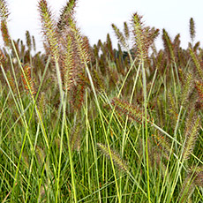 Pennisetum alopecuroides Hameln