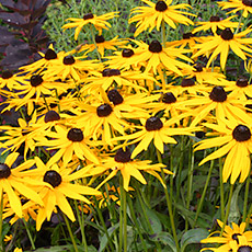 Rudbeckia fulgida sullivantii Goldsturm