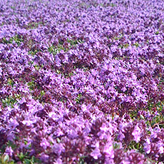 Thymus serpyllum Coccineus