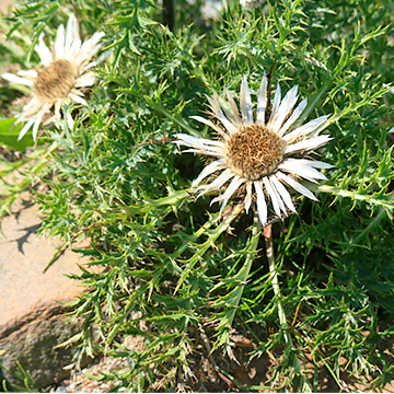 Carlina acaulis