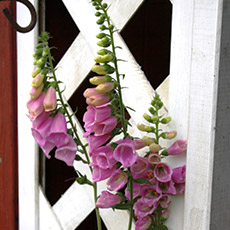 Digitalis purpurea Gloxiniaeflora