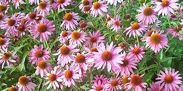 Echinacea purpurea Magnus