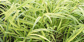 Hakonechloa macra Aureola