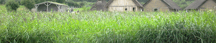 Phragmites australis