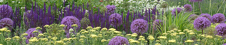 Mischpflanzung mit Salvia und Achillea